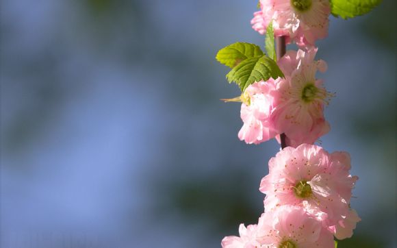 形容黄昏美景的句子 【形容黄昏美景的句子有哪些】